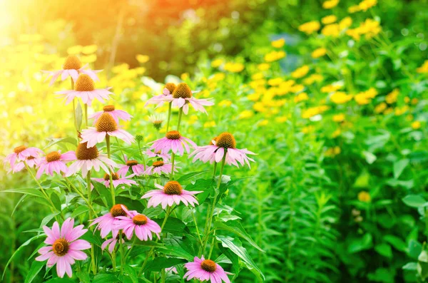 Echinacea Florescendo Jardim Verde — Fotografia de Stock