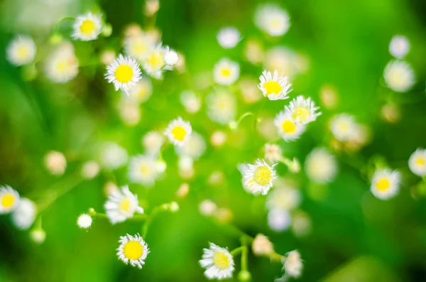 Çayırdaki Papatya Çiçekleri — Stok fotoğraf