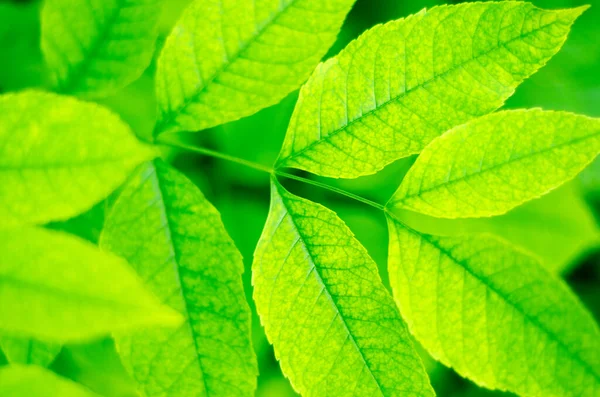 Зеленые Листья Качестве Фона — стоковое фото