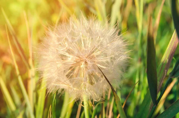 White Dandelion Green Field — Stock Photo, Image