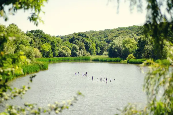 Beau Paysage Avec Étang Arbres — Photo