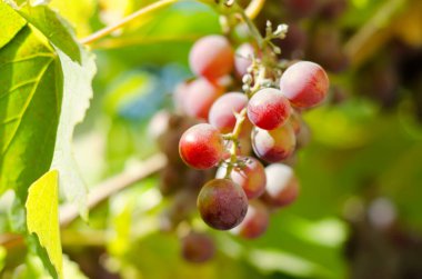 Kırsal kesimdeki kırmızı asma dalı