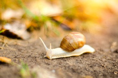 Bahçede sürünen güzel salyangoz