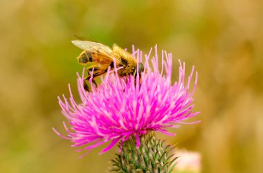 Çiçek makrosu üzerinde uçan sinek.