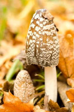 Amanda sonbahar ormanlarında yetişir.