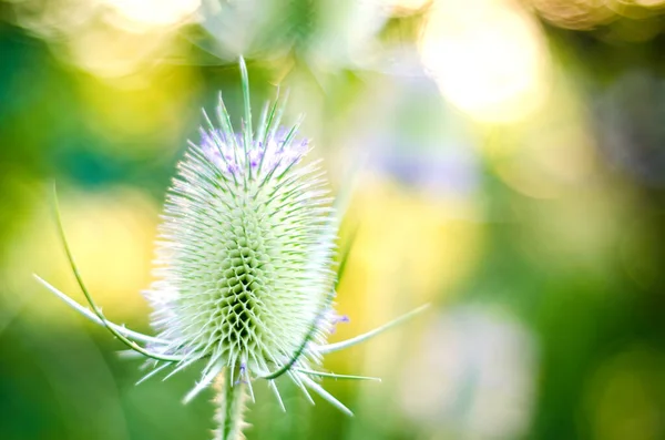 Thorn Field Macro — Stock Photo, Image