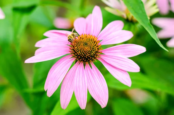 Echinacea Flower Green Garden — Stock Photo, Image