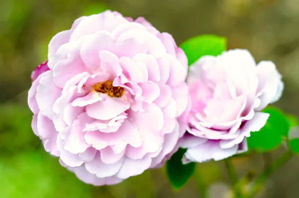 Hermosa Flor Rosa Jardín Verano — Foto de Stock