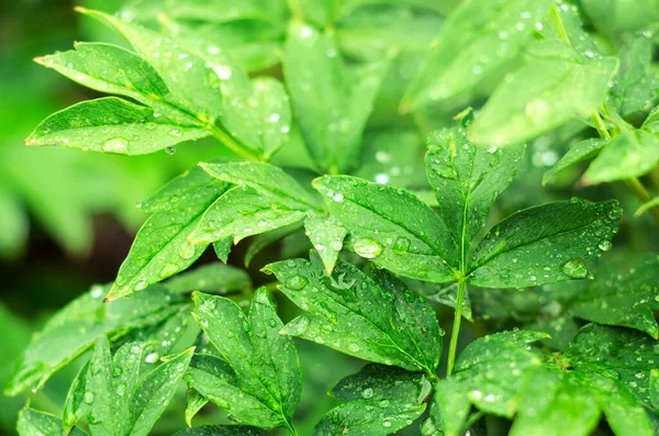 水滴のある緑の葉 — ストック写真