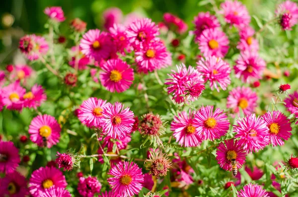 Lot Pink Flowers Garden — Stock Photo, Image