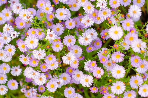 Veel Madeliefje Bloemen Als Achtergrond — Stockfoto