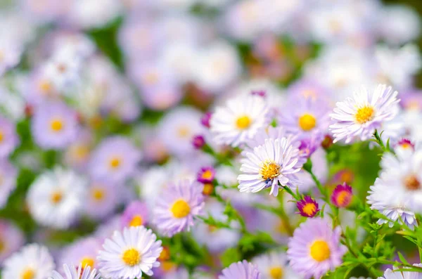 Mooie Madeliefje Bloemen Een Tuin — Stockfoto