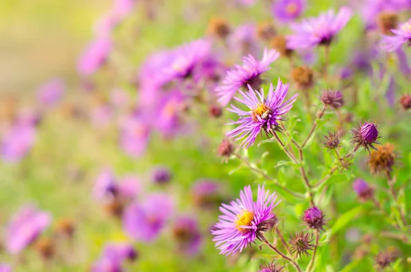 Beautiful Purple Flowers Garden — Stock Photo, Image