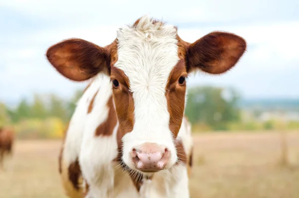 Pâturages Vache Dans Prairie — Photo