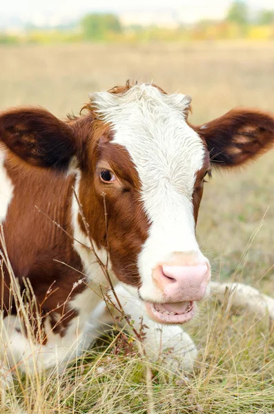 Mucca Pascola Nel Prato — Foto Stock