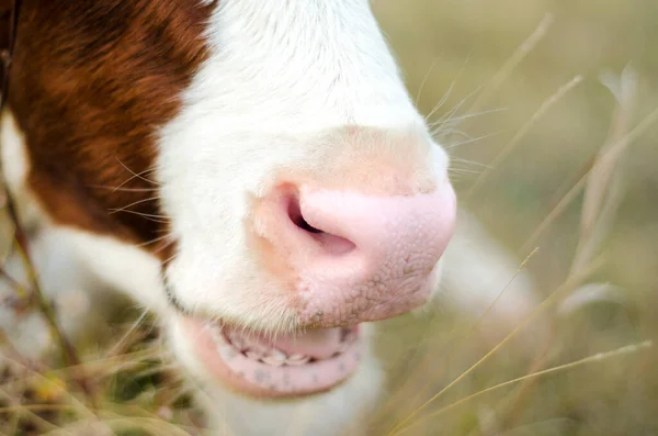 Коровий Нос Поле Крупным Планом — стоковое фото