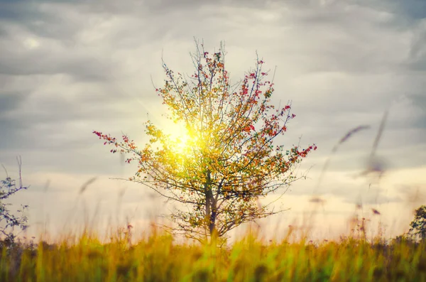 Bellissimo Albero Singolo Nel Campo — Foto Stock