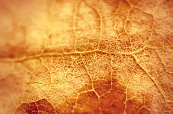 Autunno Foglia Macro Come Sfondo — Foto Stock