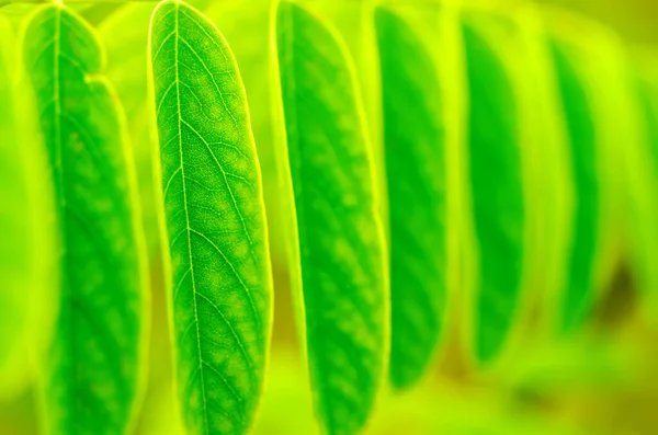 Зелене Листя Фон — стокове фото