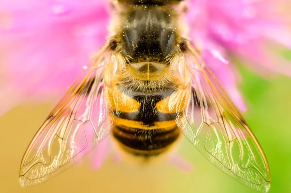 Hoverfly Μια Μακροεντολή Λουλούδι Closeup — Φωτογραφία Αρχείου