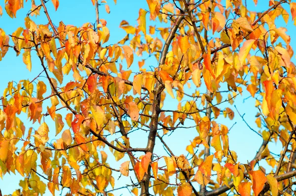 Осенние Листья Голубом Небе — стоковое фото