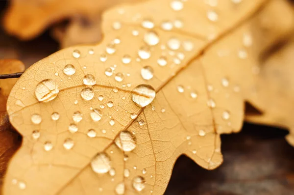 Geel Herfstblad Met Waterdruppels Stockfoto