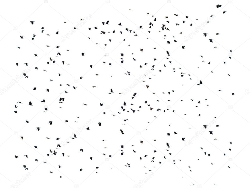 flock of birds isolated on a white background
