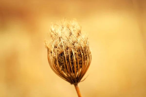 Dry Plant Field — Stock Photo, Image