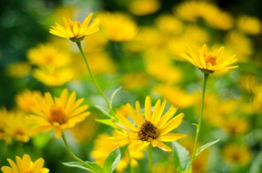 Yeşil bahçedeki sarı çiçekler