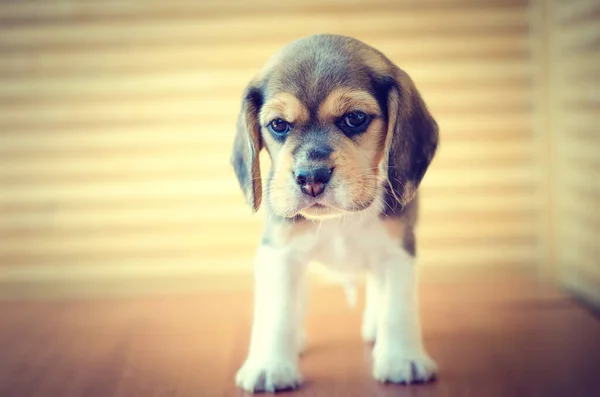 Cute Beagle Puppy Studio Ditembak — Stok Foto