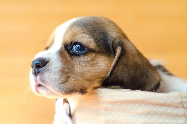 Niedliche Beagle Welpen Sitzen Einem Korb — Stockfoto