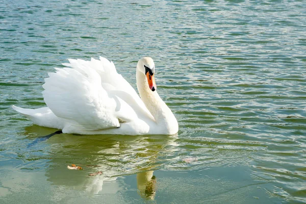 Schöner Schwan Schwimmt Teich — Stockfoto