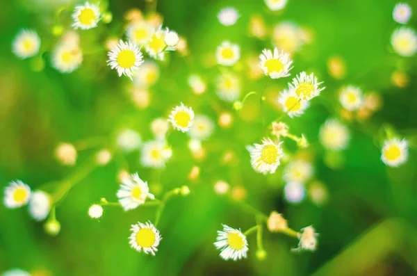 Fleurs Marguerite Dans Prairie — Photo