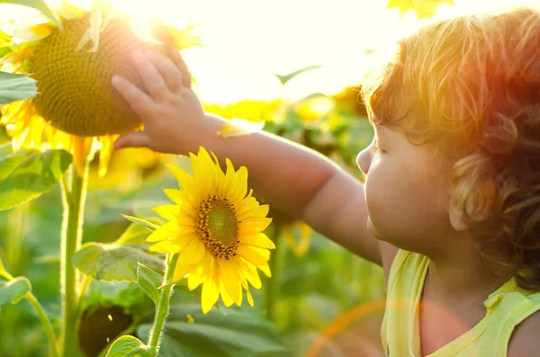 Liten Pojke Som Sniffar Solros — Stockfoto