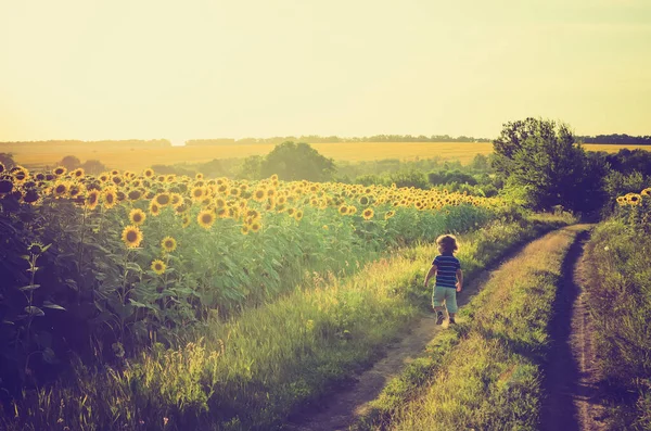 Kleiner Junge Spaziert Sonnenblumenfeld Stockbild