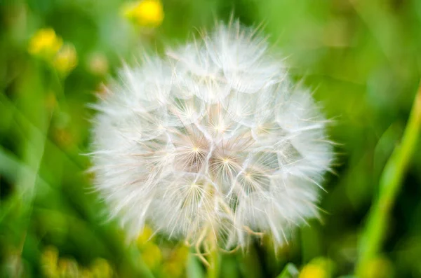 White Dandelion Green Field — Stock Photo, Image