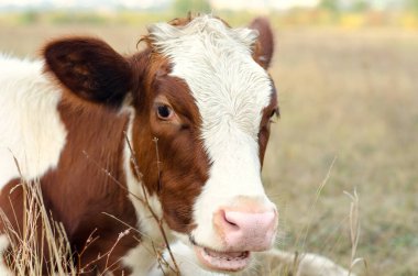 inek çayırda otluyor.