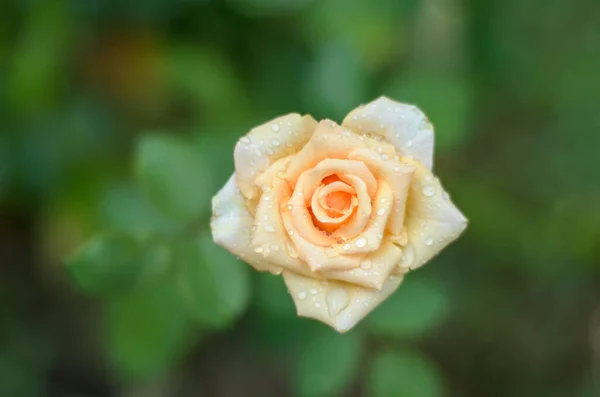 Кремовая Роза Капельками Воды — стоковое фото