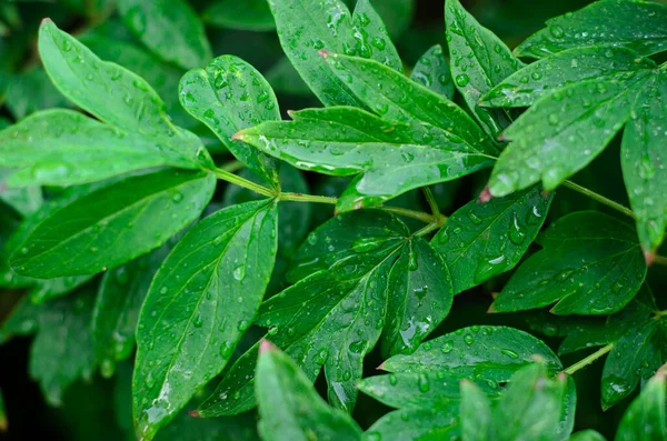 Folhas Verdes Com Gotas Água — Fotografia de Stock