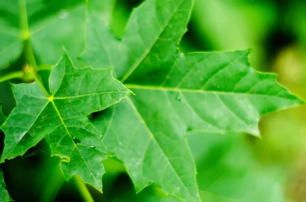 Foglie Verdi Come Sfondo — Foto Stock