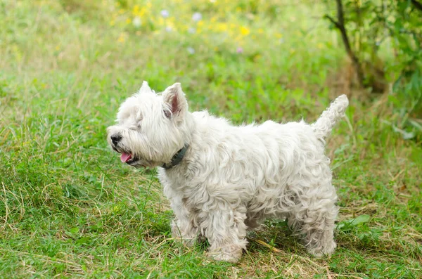 West Highland Terrier Blanc Sur Herbe — Photo
