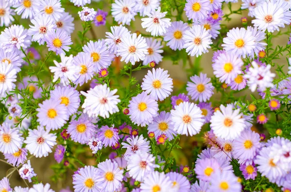 Spousta Sedmikrásky Květiny Jako Pozadí — Stock fotografie