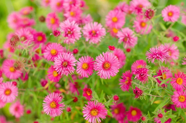 庭にはピンクの花がたくさん咲いています — ストック写真