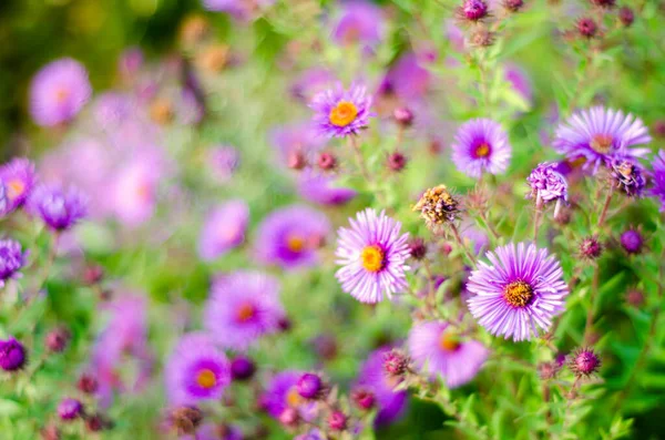 Bahçedeki Güzel Mor Çiçekler — Stok fotoğraf