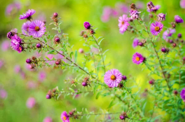 Hermosas Flores Púrpuras Jardín —  Fotos de Stock