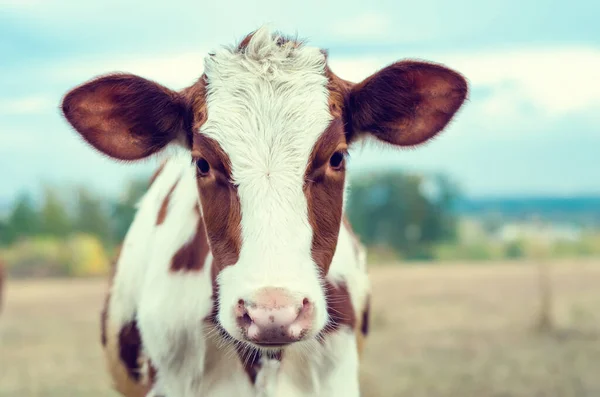 Pâturages Vache Dans Prairie — Photo