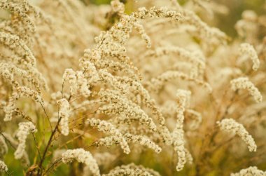 arka plan olarak güzel tarla bitkileri