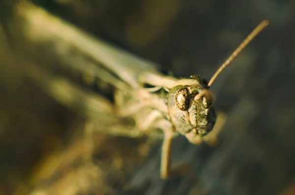 Krásný Kobylka Sedí Trávě Makro — Stock fotografie