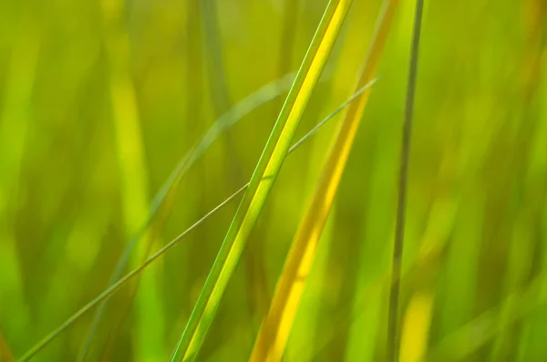 Achtergrond Gemaakt Van Groen Gras — Stockfoto