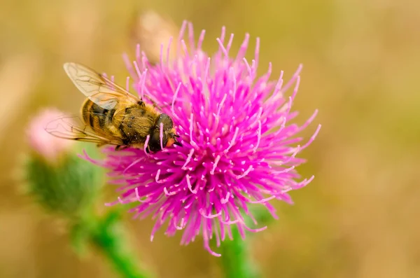 Hoverfly Flower Macro Close Seup — стоковое фото